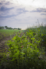 Tiere, Wandern, Freizeit, Erleben, Natur