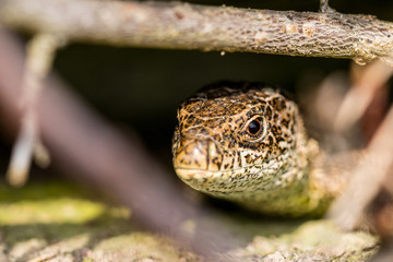 Tiere, Wandern, Freizeit, Erleben, Natur