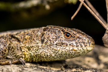 Naklejka premium Tiere, Wandern, Freizeit, Erleben, Natur