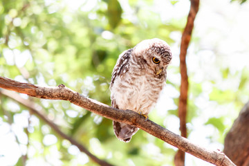 Spotted owlet Athene brama nest in tree hollow.