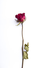 Dry rose