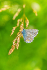 Natur, Heilkräuter, Wander