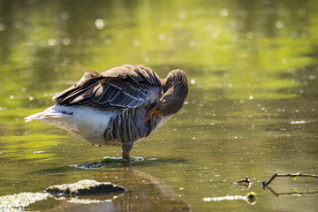 Natur, Wandern, Alpen, Tiere, Pflanzen