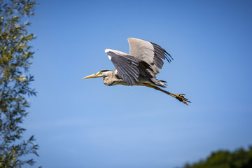 Natur, Wandern, Alpen, Tiere, Pflanzen