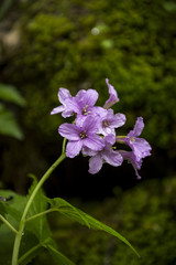 Obraz premium Natur, Wandern, Alpen, Tiere, Pflanzen