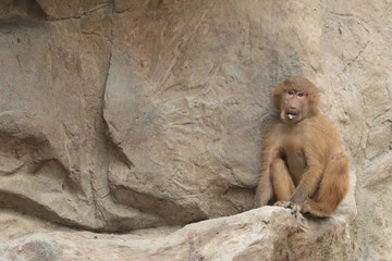 A single young gibbon sits on a ledge in a rock face in Singapore