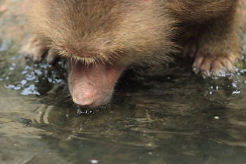 An adult gibbon drinking water from a pond in Singapore