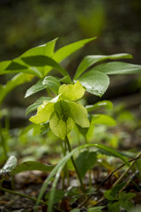 Natur, Wandern, Alpen, Tiere, Pflanzen