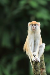 Patas Monkey, Singapore. Also known as the wadi monkey or hussar monkey