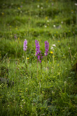 Natur, Wandern, Alpen, Tiere, Pflanzen