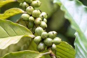 green coffee on the tree.
