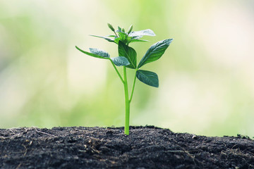 Young Plant Growing In Sunlight