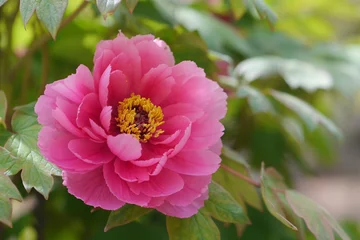 Wandcirkels Pioenrozen 牡丹  © miyakowasure