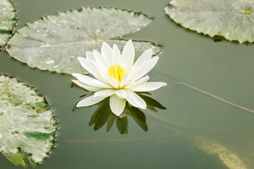 Lotus flower in pond