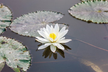 Lotus flower in pond