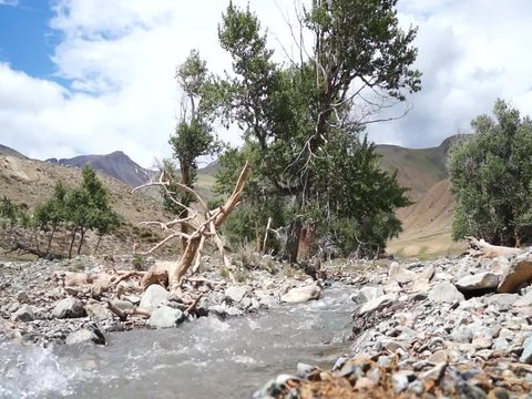Quick brook running between poplar and lurch trees over hill slope