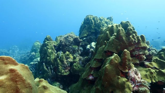 Unterwasser - Riff - Korallenriff - Hartkorallen - Schwamm - Koralle - Taucher - Tauchen - Curacao - Karibik - 4K