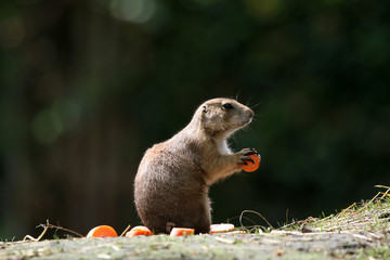 Mahlzeit