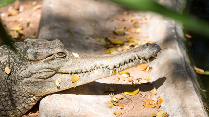The crocodile with open jaws eating looking sleeping