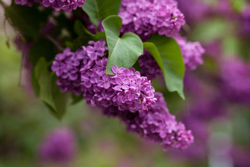 Naklejka na ściany i meble Bright blooming lilacs in the summer. Spring branch of blossoming lilac.