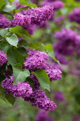 Bright blooming lilacs in the summer. Spring branch of blossoming lilac.