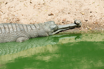 The crocodile with open jaws eating looking sleeping