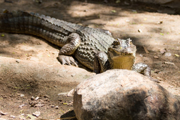 The crocodile with open jaws eating looking sleeping