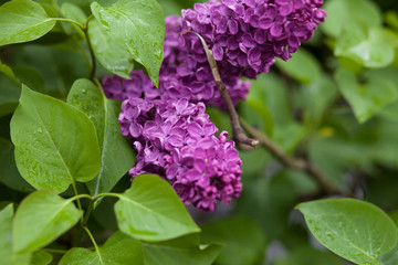 Bright blooming lilacs in the summer. Spring branch of blossoming lilac.