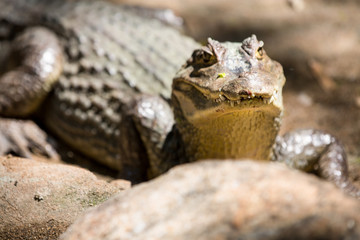 The crocodile with open jaws eating looking sleeping