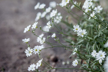 Small white flowers.