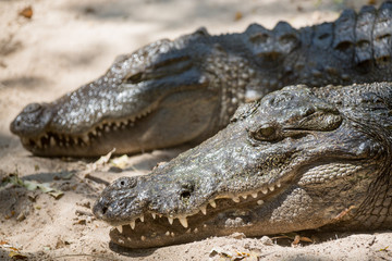 The crocodile with open jaws eating looking sleeping