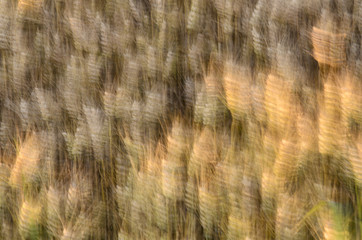 Golden wheat moved by the wind