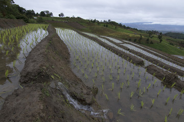 Rice field terrace on the morning in Chiang mai, Thailand.