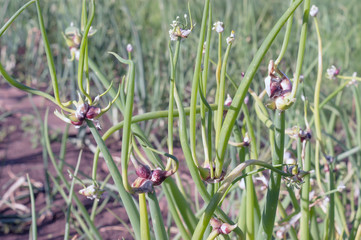 Многоярусный лук