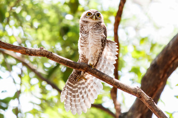 Spotted owlet Athene brama nest in tree hollow.