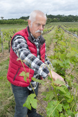 mature vintner cutting grapes for the harvesting
