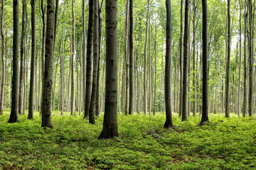 Fototapeta na wymiar Plenty of tree trunks in the broadleaf forest