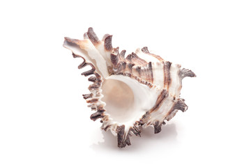 seashell on white