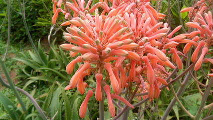 Aloe Vera Flower