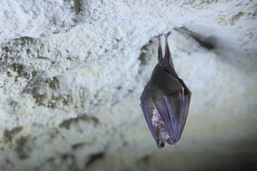 Chauve souris