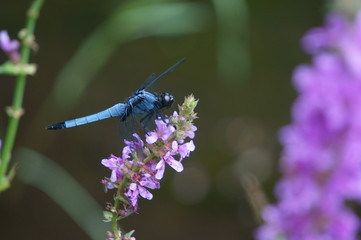 オオシオカラトンボ
