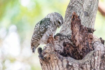 Spotted owlet Athene brama nest in tree hollow.