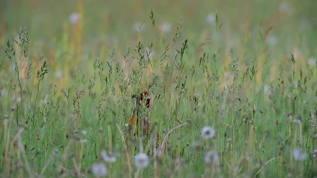 Fasan Hahn versteckt im hohen Gras, Mai
