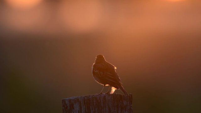 Wiesenpieper singt im Gegenlicht, Sonnenaufgang im Juni