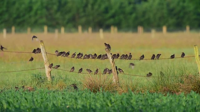 Stare bei der Gefieder Pflege auf Weidezaun, Mai