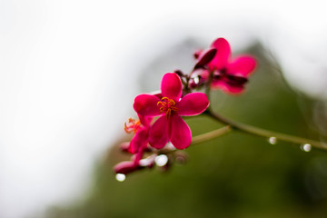 Fototapeta na wymiar Red flowers in the garden after rain