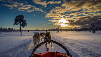 Dogsled at sunset in Sweden