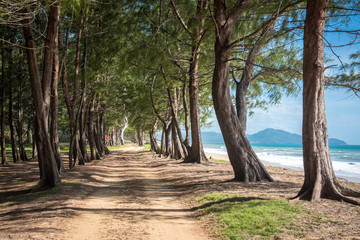 Street seaside and pine