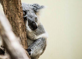 Sleeping koala © Tanja