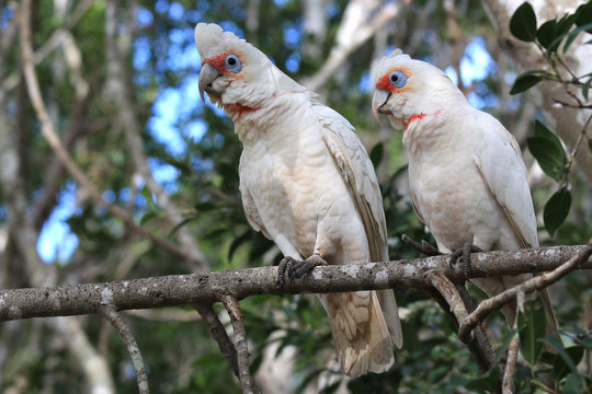 A couple long-billed cockatoo sitting on a tree branch. Australia, QLD, Brisbane